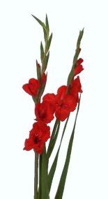 The gladiolus plant is a perennial classic known for its tall flowers and large, colorful flowers. Gladiolus Flower Information | Gladiolus Cut Flower ...