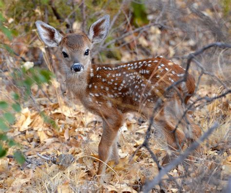 Fawn Free Stock Photo Public Domain Pictures