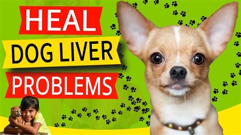 How To Cure Liver Disease In Dogs Aljazeera Medical Center