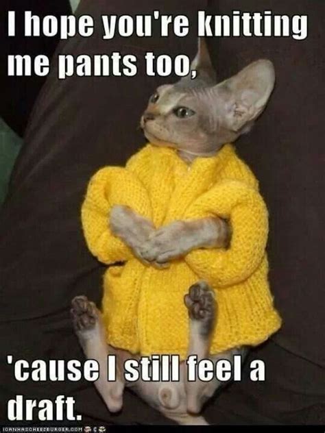 Knitting Me Pants Too Funny Animal Memes Funny Animal Pictures Cat