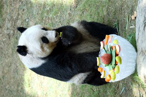 37 Year Old Jia Jia Officially The Oldest Giant Panda In The World