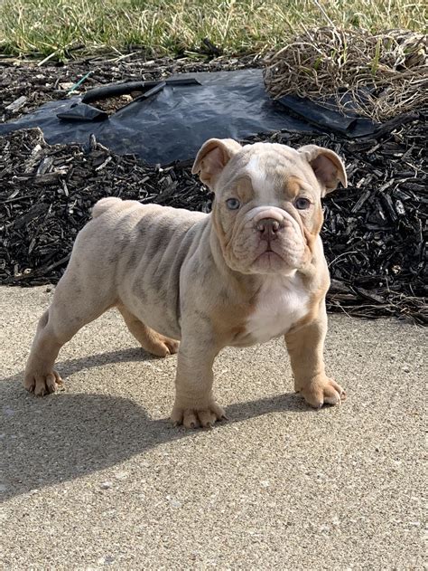 Lilac french bulldogs are one of the most rare and stunningly beautiful dogs in the world in my opinion. My puppy son Creed. Lilac Merle & Tan. Bluemagic Bulldogs ...