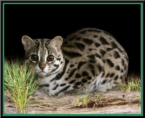 Asian Leopard Cat Asian Leopard Cat Cats Bengal Cat