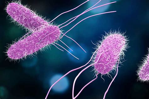 Salmonella is a bacterium that causes one of the most common foodborne illnesses in the us. Your food poisoning survival guide | Edward-Elmhurst Health