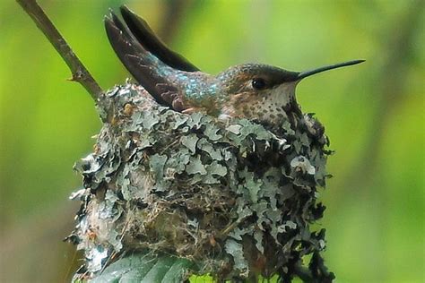 Everything You Need To Know About Hummingbird Nests Humming Bird