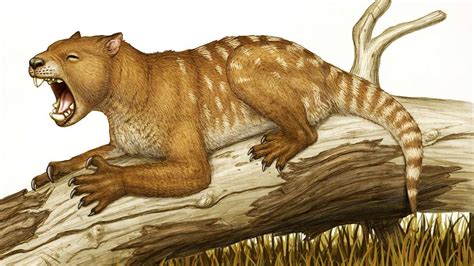 Thylacoleo Carnifex The Largest Predatory Marsupial That Lived Until