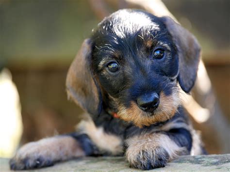 Willow Springs Miniature Wirehaired Dachshunds Wire Haired Dachshund
