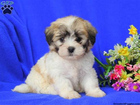 To learn more about each adoptable dog, click on the i icon for some fast facts or click on their name karelian bear dog. Shichon / Teddy Bear Puppies For Sale In PA | Teddy bear ...