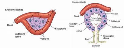 Glands Endocrine Hormones Types Released Examples Which