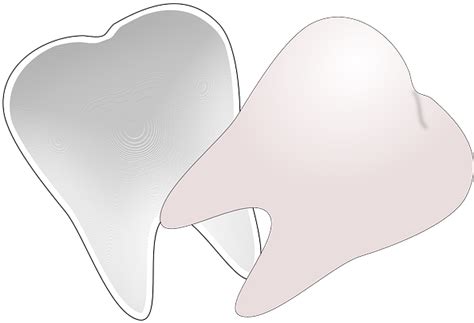 Buck Teeth Tooth Clip Art Png Download Original Size Png Image