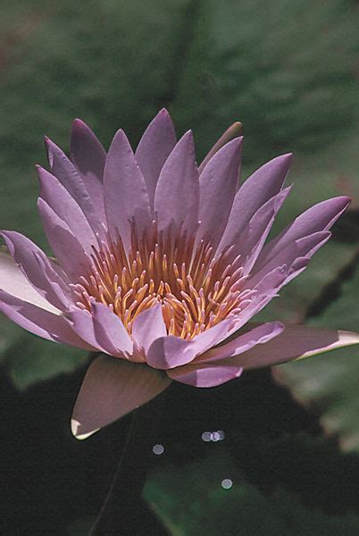 Water Lily Nymphaeaceae Kirstenbosch Nbi Photo Newlands Cape Town