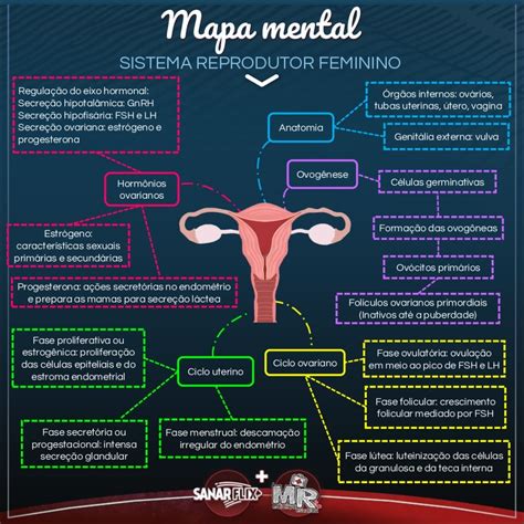 30 Mapas Mentais Sobre Sistema Reprodutor Feminino Study Maps