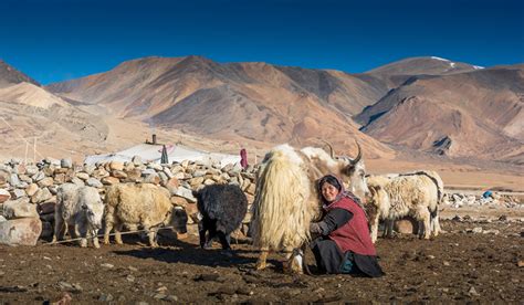 Ladakh Life Of Changpa Nomads Photography Tour Darter Photography