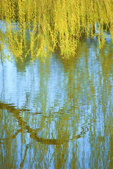 Weeping Willow Reflections In Water Photograph By Nikolyn Mcdonald