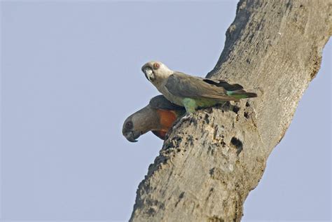 Red Bellied Parrot Full Profile History And Care