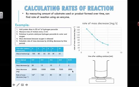 Calculating Rates Of Reaction IB Biology YouTube