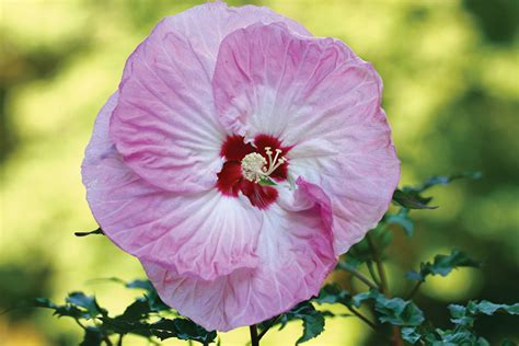 We did not find results for: InBloom: Hardy Hibiscus Add Tropical Touch to Midwestern ...