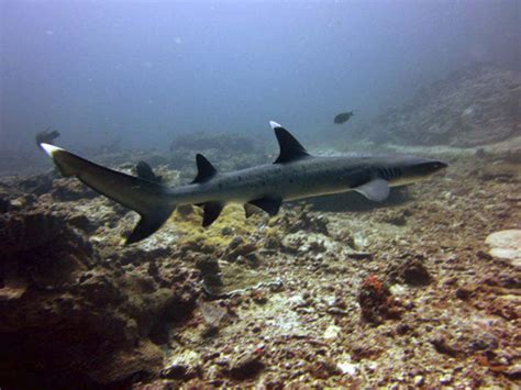 Whitetip Reef Shark Triaenodon Obesus Marine Life Liveaboard Diving