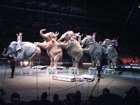 Victory For Ringling Bros Circus Elephants Pawspr