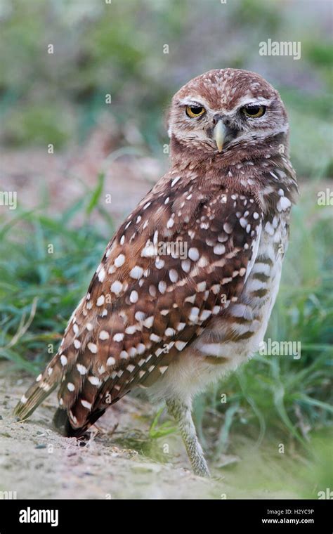 Burrowing Owl Athene Cunicularia Floridana Looking Into Camera Cape