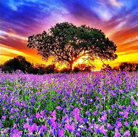 A Field Full Of Purple Flowers With A Tree In The Background At Sunset