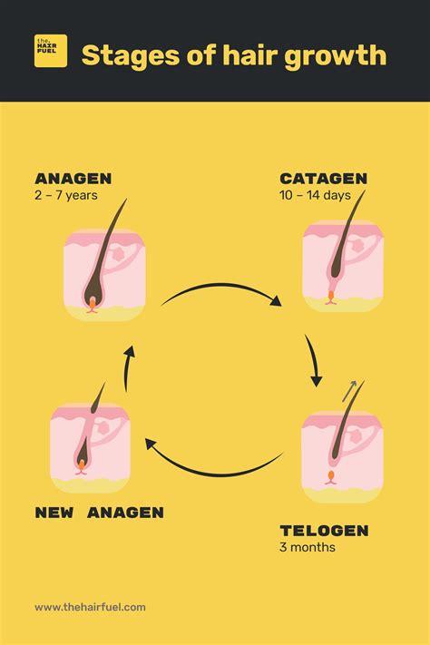 Key Stages Of Hair Growth Hair Growth Stages Hair Science Hair Stages