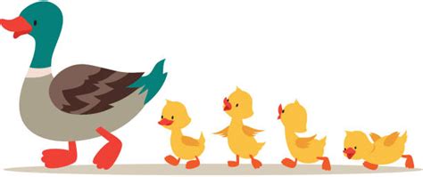 Baby Duck Illustrations Royalty Free Vector Graphics And Clip Art Istock