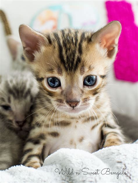 Bengal Cats Near Me For Sale Care About Cats