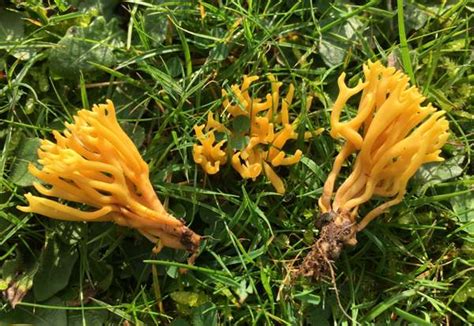 Clavulinopsis Corniculata Meadow Coral Fungus