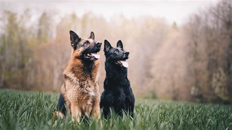 Top 10 Best Guard Dog Breeds — Book Of Dog