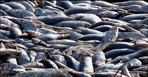 10000 Tons Of Dead Sardines Wash Ashore In Environmental Mystery