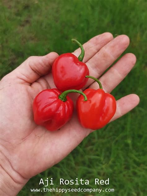 Aji Rosita Red Chilli Seeds From The Hippy Seed Company