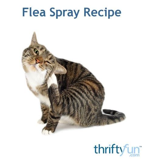 This Is A Guide About Homemade Flea Spray Recipe Using Household