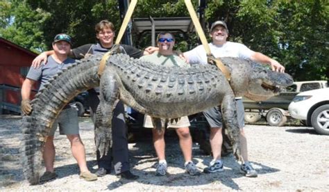 700 Pound Monster New Record Weight Alligator Harvested In Mississippi