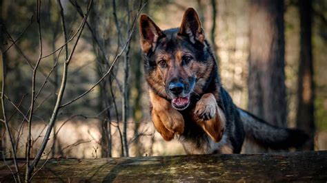 German Shepherd Facts Every Owner Should Know Dakpets