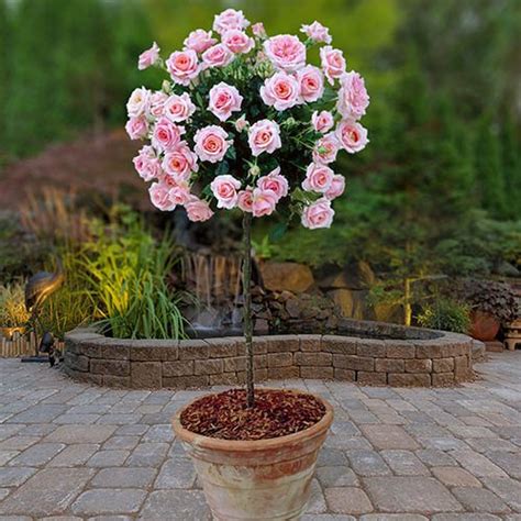 Which is better, own root or grafted roses? Pair of Patio Standard Roses - Pink