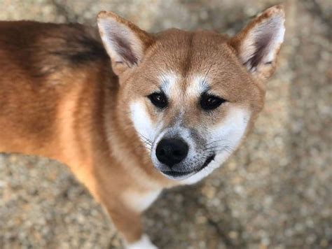 Shiba Inu Mixes 30 Different Shiba Dog Crossbreeds K9 Web