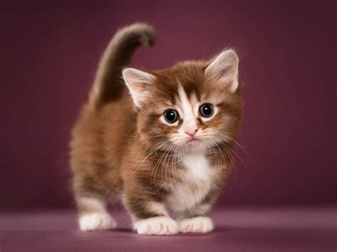 Munchkin Cat Breed Profile History Personality And Health Cat World