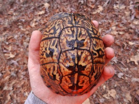 Eastern Box Turtle The Pattern On The Shell Works Really W Flickr