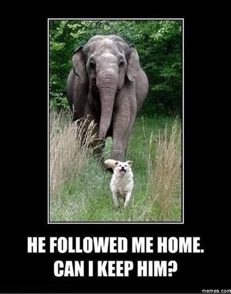 He Followed Me Home Can I Keep Him Humor Animal Funny Animal Quotes