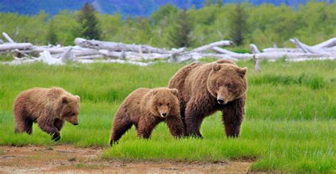 Alaska Bear Tour Ships Natural Habitat Adventures