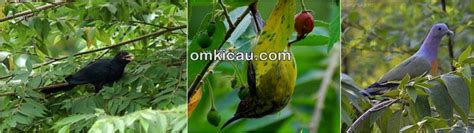 Pohon kersen bisa mengundang burung liar: Buahnya juga bermanfaat bagi burung | OM KICAU