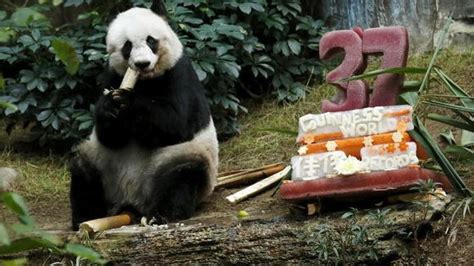 Worlds Oldest Captive Giant Panda Dead At 38 News Khaleej Times