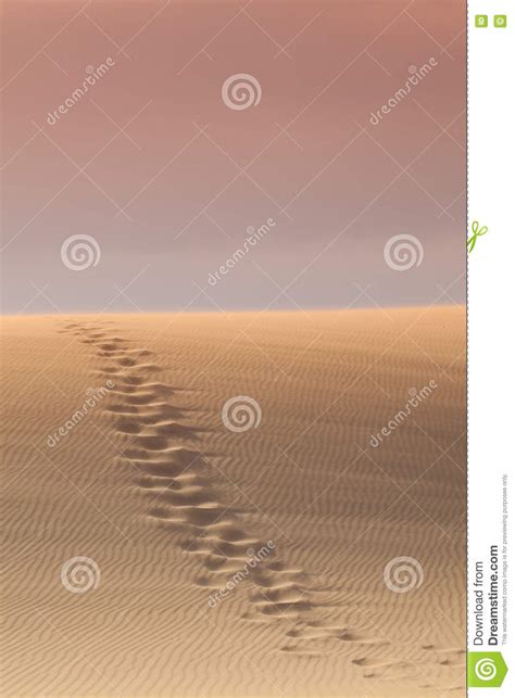 Foot Path In Desert Stock Photo Image Of Nature Dryland 79665072