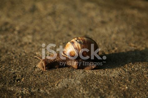 Slug Stock Photo Royalty Free Freeimages