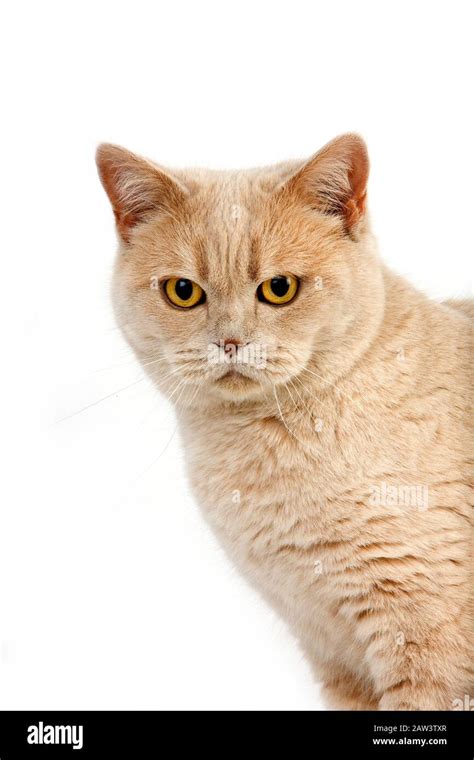Cream British Shorthair Domestic Cat Portrait Of Female Against White