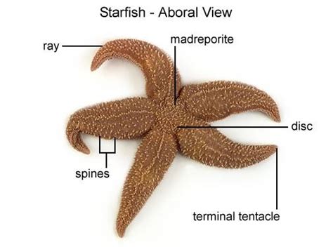 Iii Dissection Sea Star Starfish