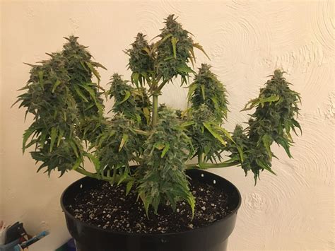 Royal Queen Seeds Royal Dwarf Grow Journal Week10 By Moz79 Growdiaries