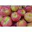 Macoun Apples  Local Apple From New York United States Of America