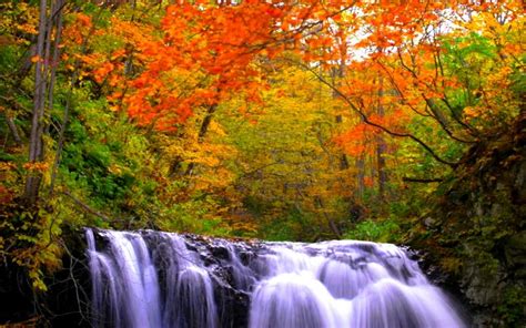 Hd Autumn Forest Falls Wallpaper Download Free 57265